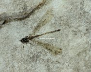 Green River Formation Damselfly Fossil