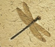 Araripegomphus Dragonfly Fossil