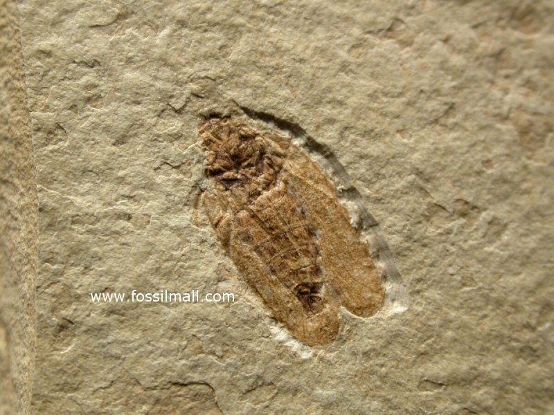 Cretaceous Planthopper Fossil Insect