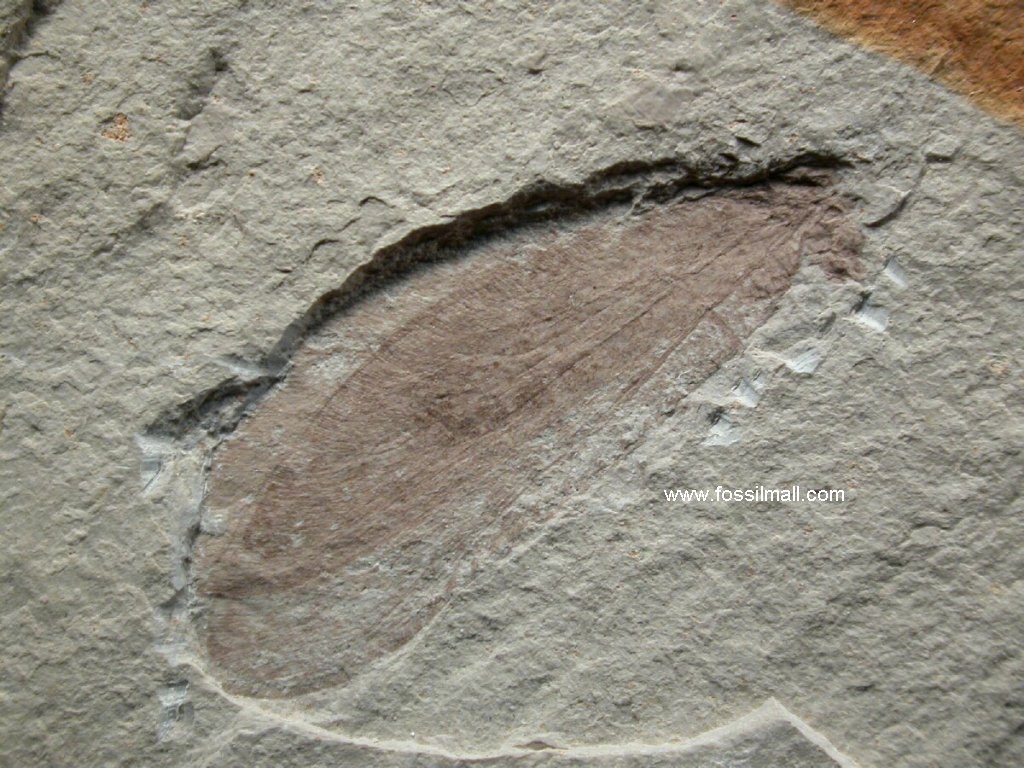 Lacewing Insect Fossils
