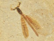 Parahemiphlebia mickoleiti Damselfly Fossil