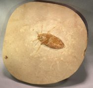 Water Bug Insect Fossil from Crato Formation