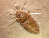 Giant Water Bug Insect Fossil from Crato Formation