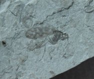 Scorpionfly Fossil Insect from Mongolia