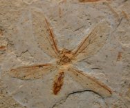 Ephemeropteran Fossil