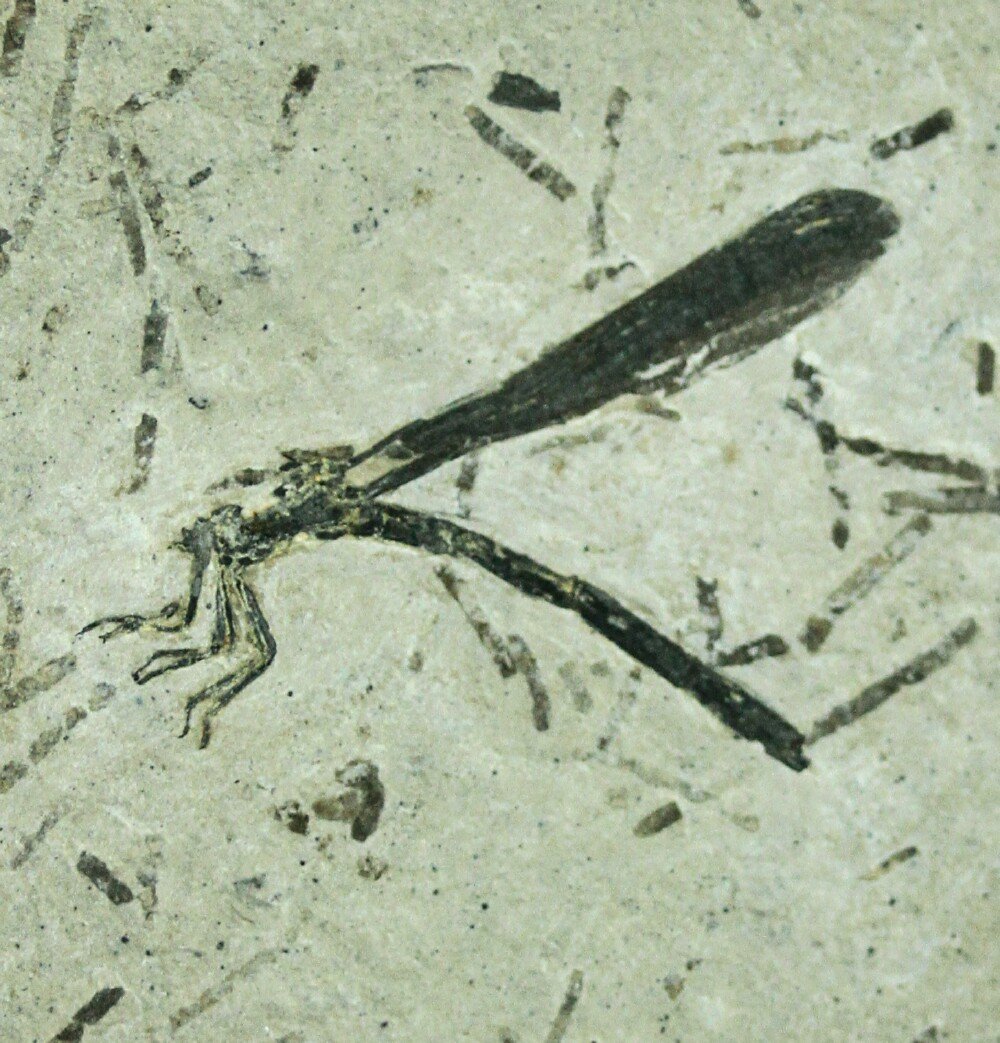 meganeuropsis permiana fossil