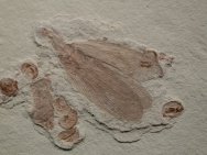 Roack Insect Fossil