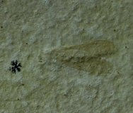 Rare Solnhofen Lacewing Insect Fossil