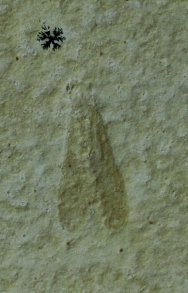 Nymphites 
