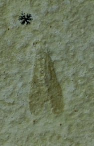 Rare Solnhofen Lacewing Insect Fossil Nymphites braueri