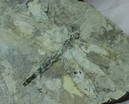 Cretaceous Dragonfly Fossil