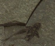 Orthopteran Insect Fossil