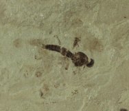 Robby Fly Insect Fossil