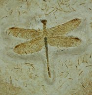 Cordulagomphus tuberculatus Dragonfly Fossil from Crato Formation