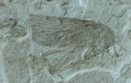 Large Jurassic Orthopteran Insect Fossil