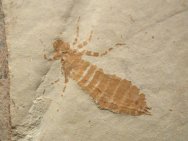 Fossil Dragonfly