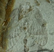 Liaocossus Cidada Fossil