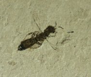 Wasp Fossil