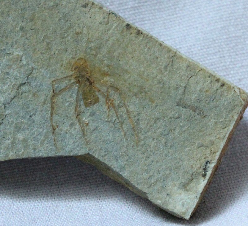 Jurassic Insect Fossil 