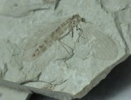 Snipe Fly Insect Fossil
