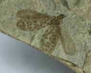 Plecoptera Insect Fossil