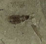 Coleopteran Insect Fossil