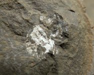 Carboniferous Mazon Creek Arachnid Fossil