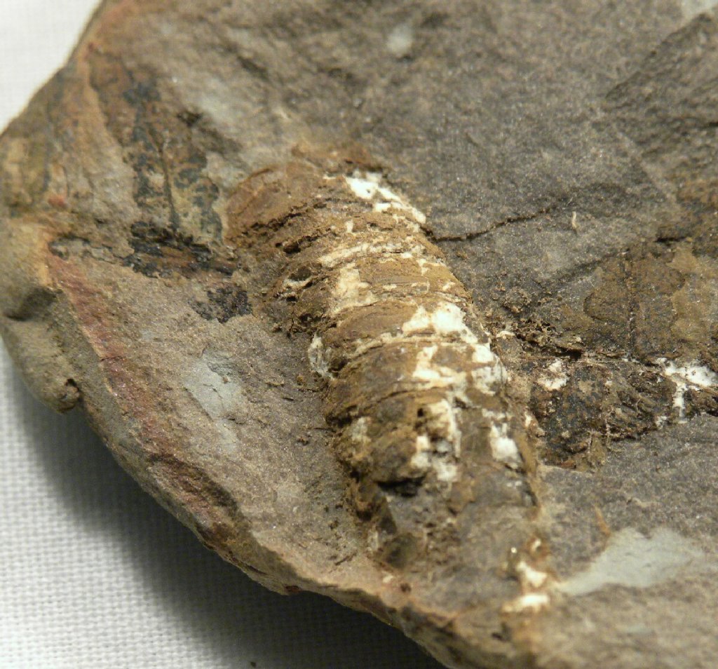 Amynilyspes Millipede Fossil