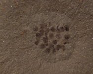 Mazonova helmichnus Vertebrate Egg Fossils