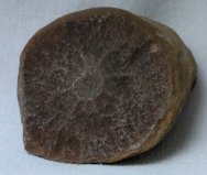 Octomedusa pieckorum Jellyfish Fossil