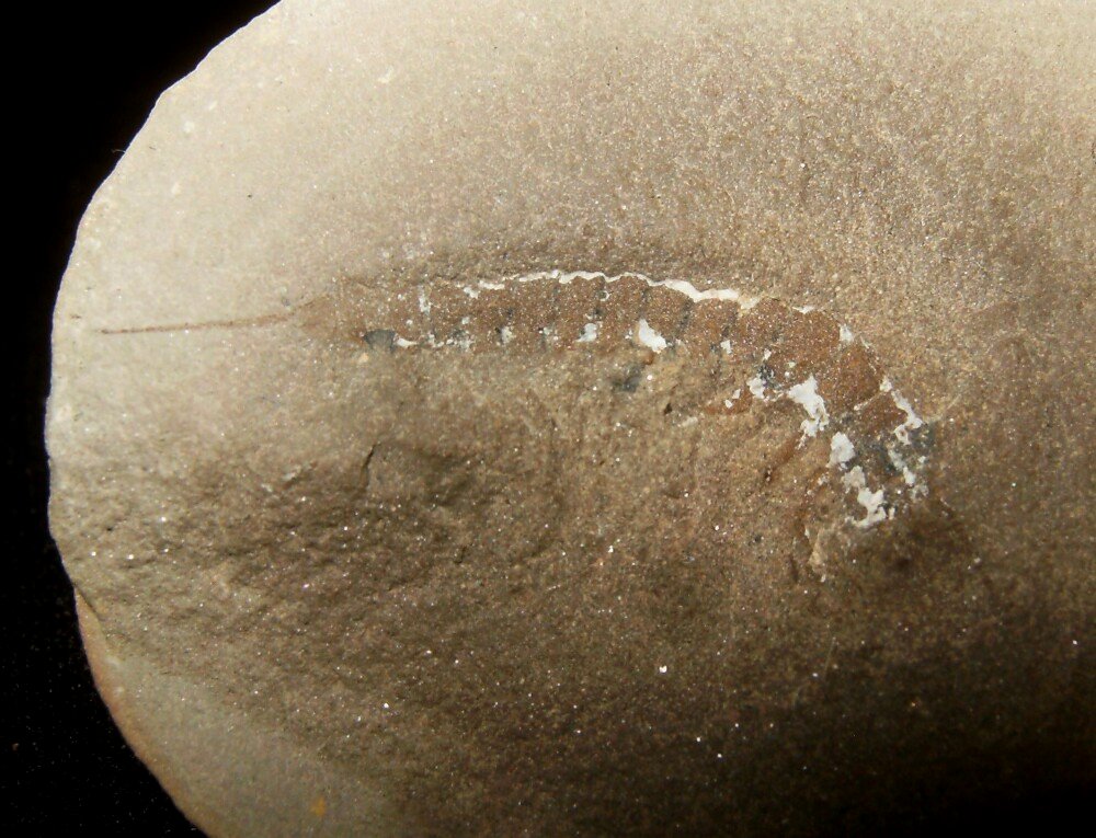 Dasuleptus Mazon Creek Dasyleptus Insect Fossil
