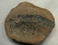 Palaeocaris Crustacean Fossil