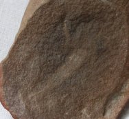 Flaberigellidae Polychaete Fossil