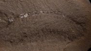 Mazoscolopendra richardsoni
