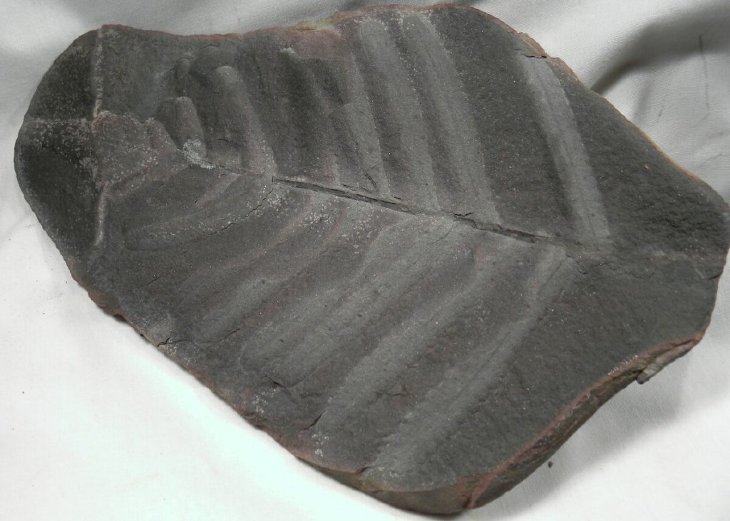 Dresden Lakes Pecopteris Fossil