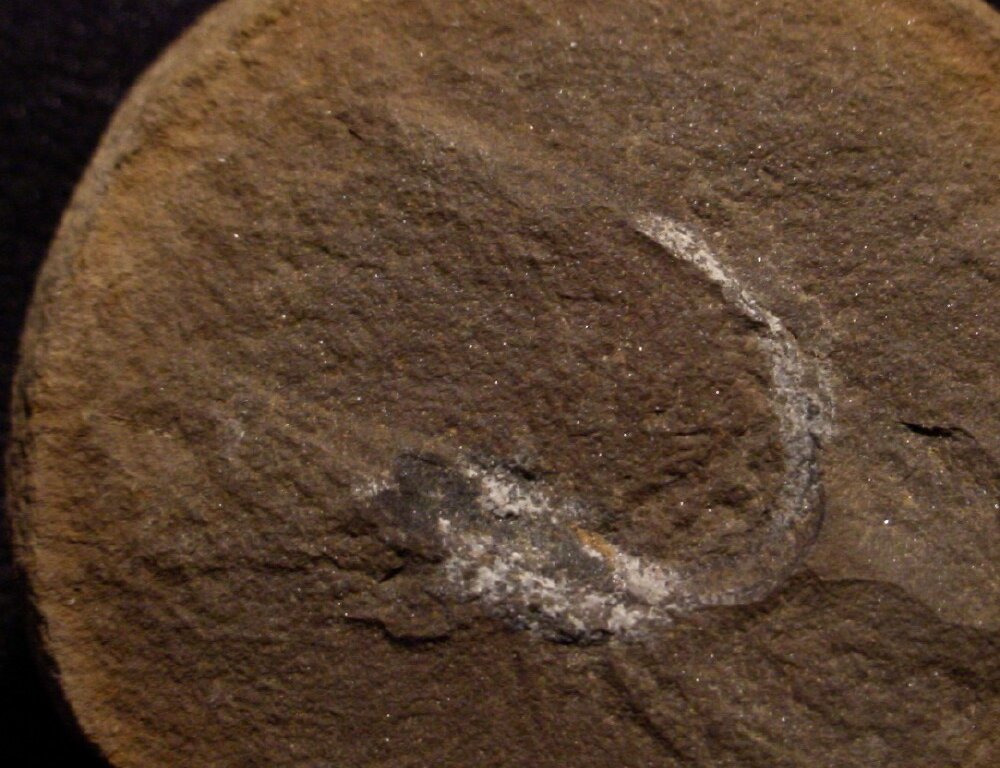 Bandringa rayi Museum Shark Fossil