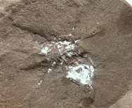 Lissomartus schucherti Arachnid Fossil