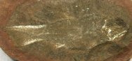 Elonichthys Mazon Creek Paleoniscoid Paleozoic Fish Fossil