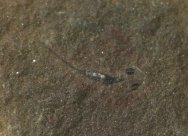 Supremely Rare Amphibamus grandiceps Mazon Creek Carboniferous Fossil Amphibian 