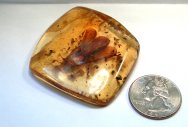 37 mm Alate in fossil amber