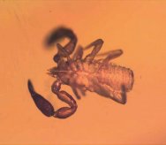 Rare Pseudoscorpion in Dominican Amber