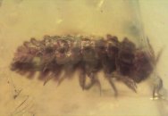 Rare Isopod Crustacean in Dominican Amber