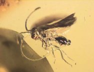 Baltic Amber Barconid Wasp and Midge