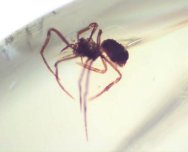 Dominican Amber Spiders