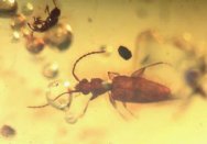 Dominican Amber Coleopterans