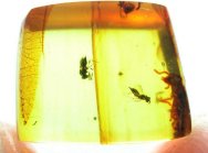 Dominican Amber Hymenopteran Trap