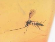 Dominican Amber Braconid Wasp