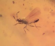 Rare Gnat Bug in Dominican Amber