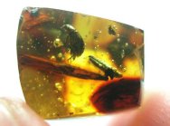 Dominican Amber Beetle & Mite with Botanical