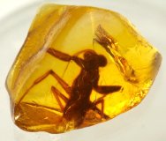 Praying Mantis in Cretaceous Amber 